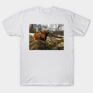 Scottish Highland Cattle Cow 2288 T-Shirt